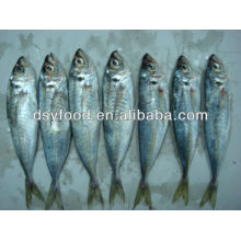 frozen horse mackerel frozen seafood